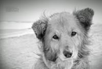 Dog-portrait-in-black-and-white-300x203.jpg