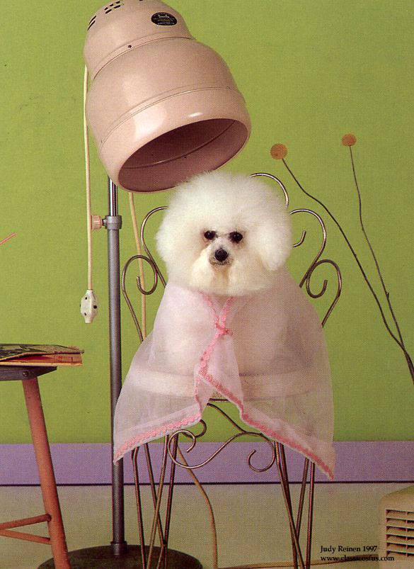 laurel,maryland dog grooming